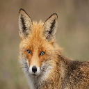 Fox78