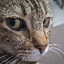JustCat